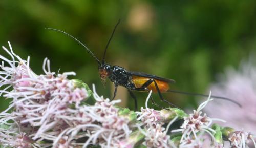 Atanycolus denigrator